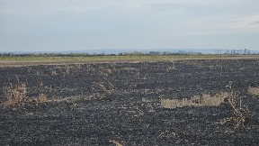 Ratari, ne palite strnjiku